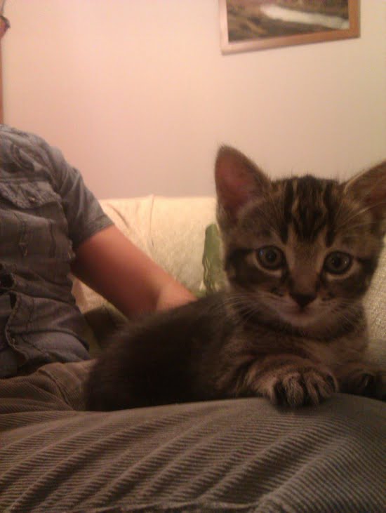 New Kitten, but what to call him?
