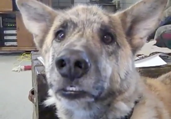 Ultimate Dog Tease Ultimate Dog Tease