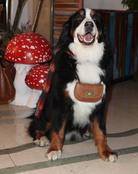 Posing with his Bayswater Belt Bag collar Posing with his Bayswater Belt Bag collar