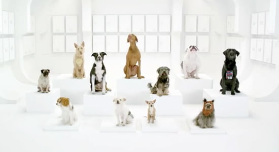 The Bark Side: 2012 Volkswagen Game Day Commercial Teaser