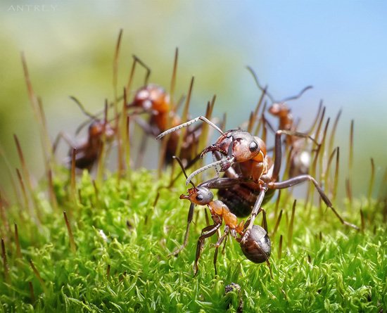 Ant Photography by Andrey Pavlov Ant Photography by Andrey Pavlov