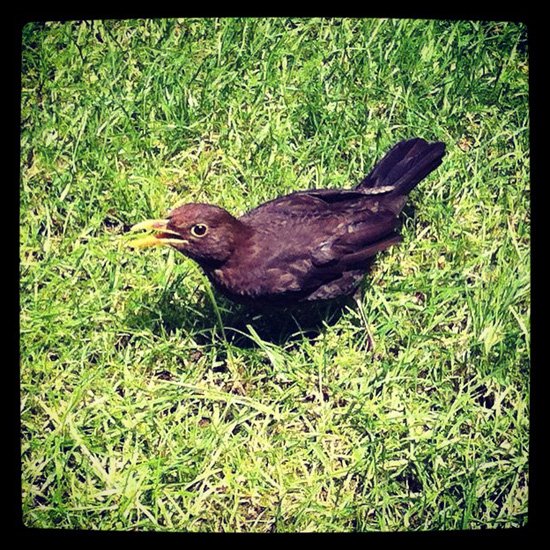 Young Black Bird in Salters' Garden