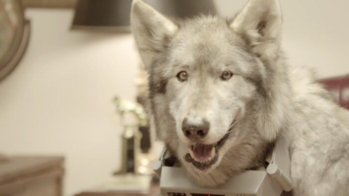 Old Spice | Meet the Wolfdog