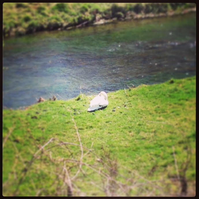 A Swan @ Eagle Heights