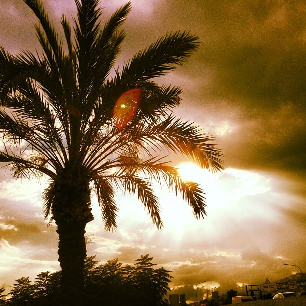 Illa Fantasia Palm Tree by lozboy
