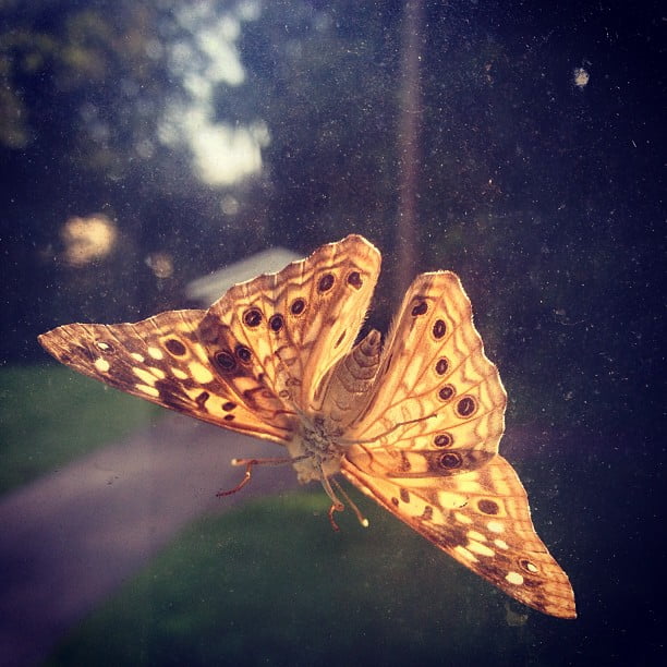 Mornin’, Mothra.