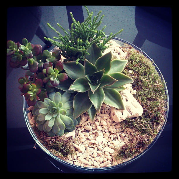 Our little gardens in the Regent St. by lucynewport