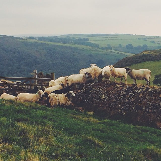 Freaking out the sheep. by imjustcreative