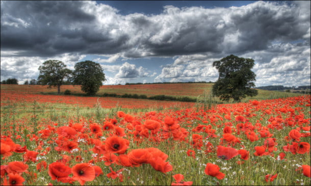 Poppy Fields by dballen101