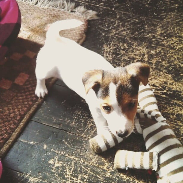 Welcoming Lilly to the family by iamtomwhite