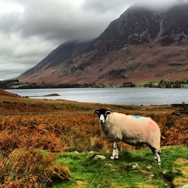 This sheep ain't moving for any soft southern walkers... by rorycellan
