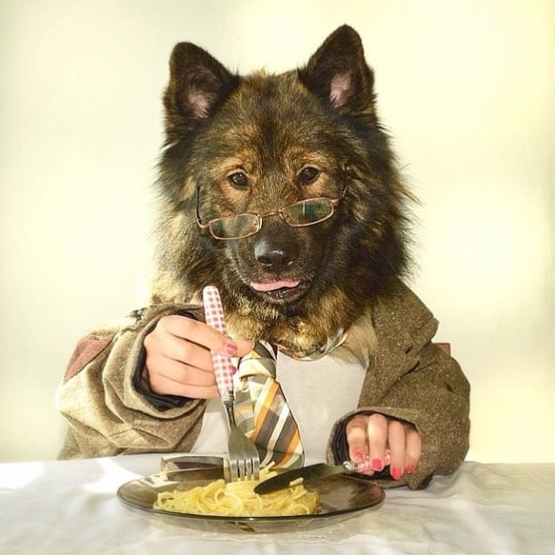 Meet Flapi, a gorgeous 4-year-old Keeshond