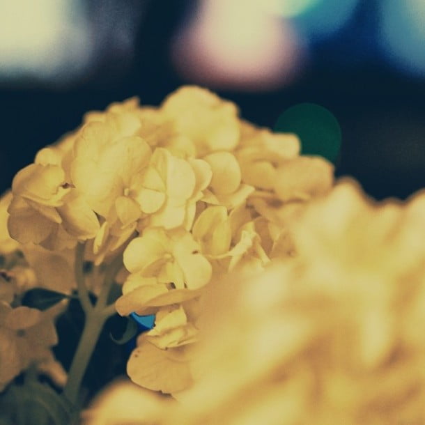 Flowers... #365 by abduzeedo