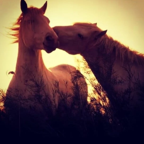 bom Dia #Anodocavalo by feco