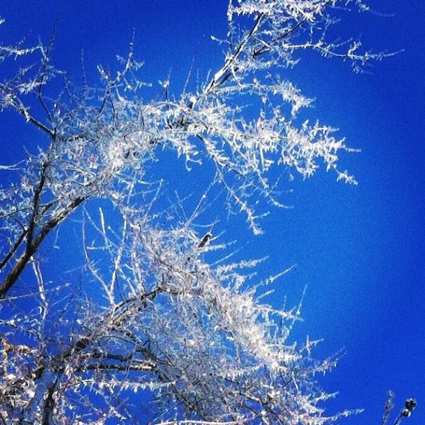 #Iced #trees #pennsylvania by joese5 