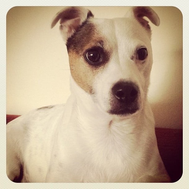 Jack The Russell... Little poser
