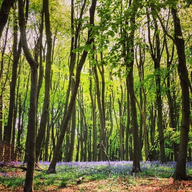 Bluebells in Ashridge by woolymatt