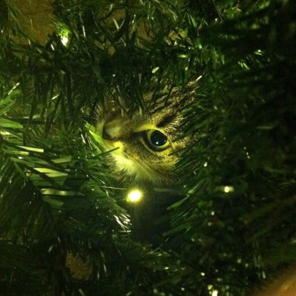 Christmas tree cat by gavinholmes85 