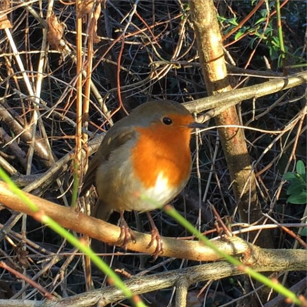 Arthur standing proud this morning.