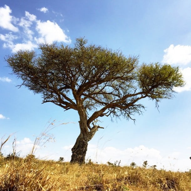 An ancient tree in the Laikipia. by white_african