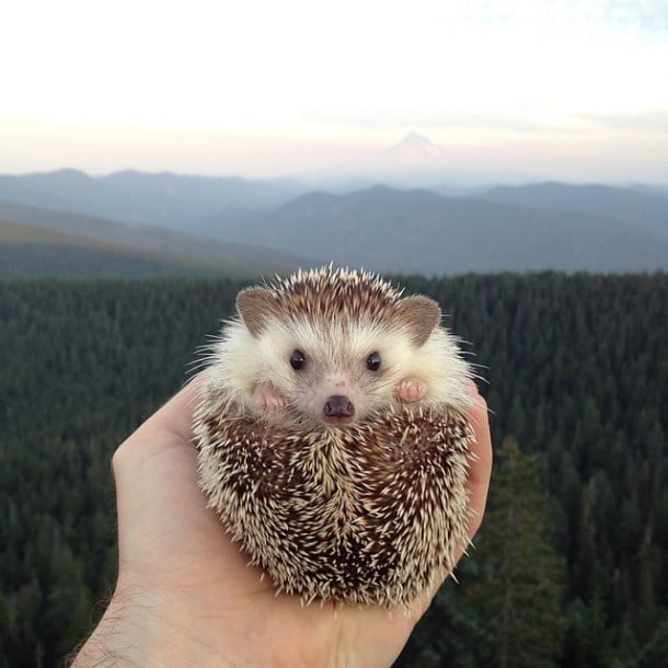 RIP biddy the hedge hog by mashable