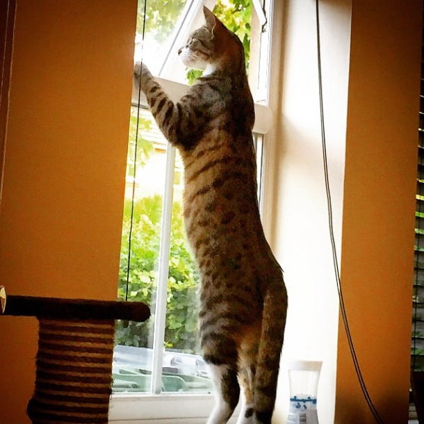 Ted playing lookout by jessicaejwalford