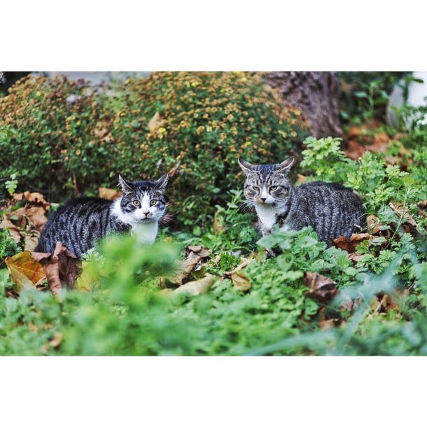 Cats having a friendly meeting by joelantunes 