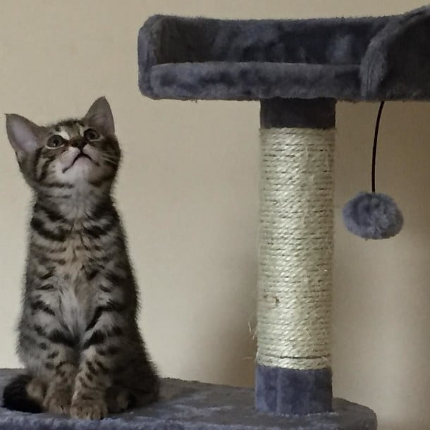 adorable kitten, sidney by thenicdavison