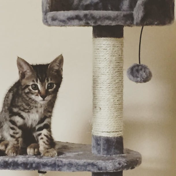 beautiful adorable, sidney by thenicdavison