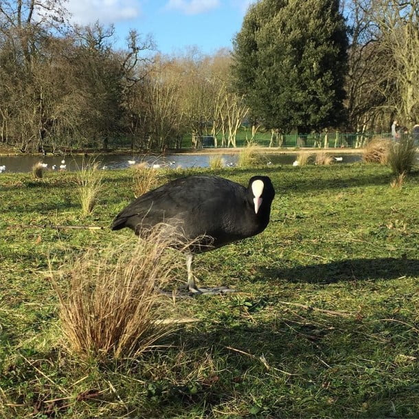 Coot, Crystal Palace Park