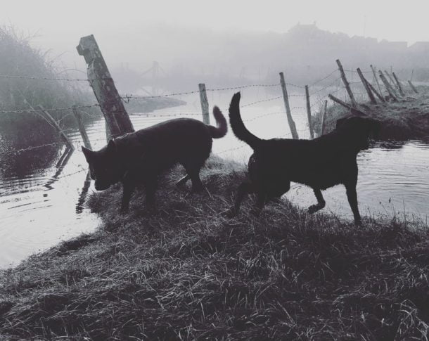 Miss Charley and Mr Dexter by thelogosmith by thelogosmith
