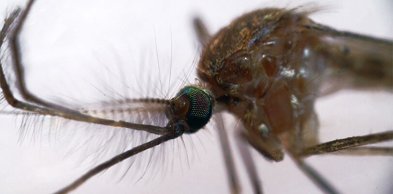 Mosquito 2 by Dunadan-from-Bag-End