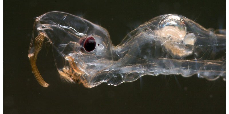 Mosquito larva by EdwinBont