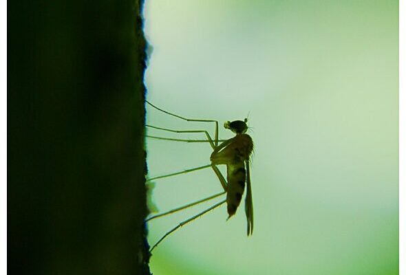 mosquito's contour by rdd