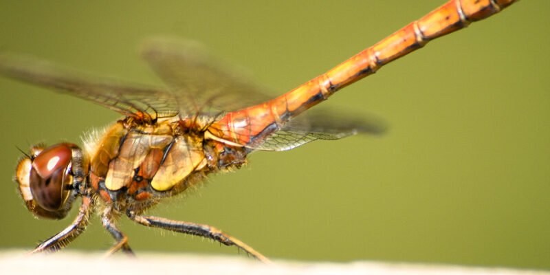 Fire Dragon by SlinkyJynx