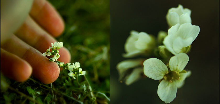 Little Breaths by RidgeviewxKid