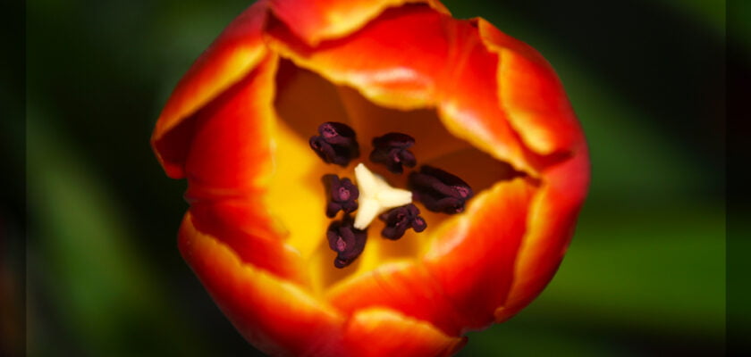 The tulip by onesadlittleboy