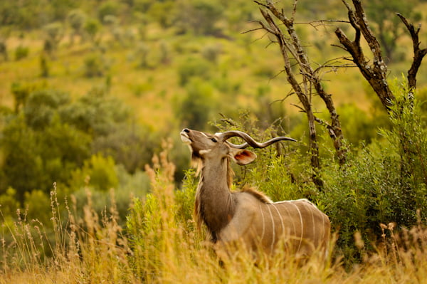 Greater Kudu by ~SlinkyJynx