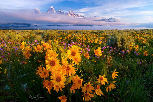 Grand Teton Sunrise by *jessespeer