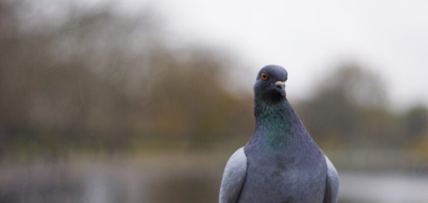 ? by James Offer | Some rights reserved by Joffley