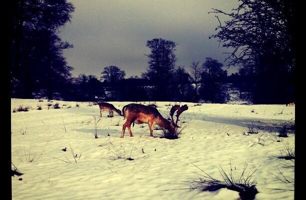 Stag in the Snow, Knoll Park by tiredbees © All rights reserved by James Balderson