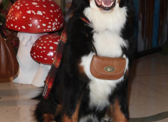 Posing with his Bayswater Belt Bag collar