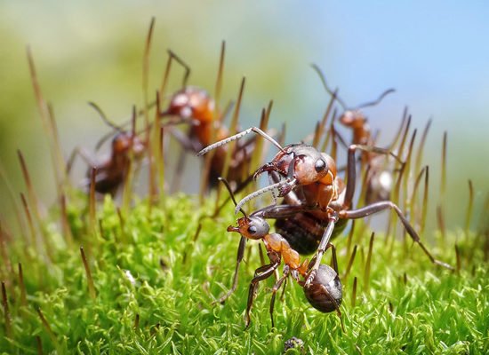Ant Photography by Andrey Pavlov
