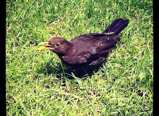 Young Black Bird in Salters' Garden