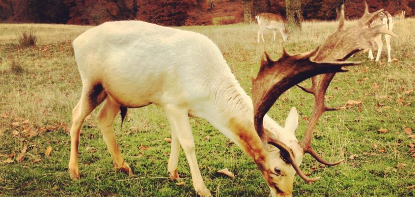 White Hart in Knole Park
