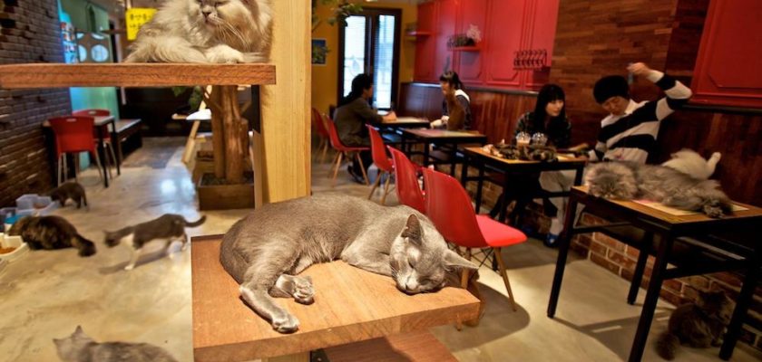 Cat Café