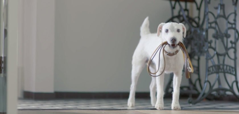 Deze hond is nogal onder de indruk van een Volkswagen. Dog imitates a Volkswagen.