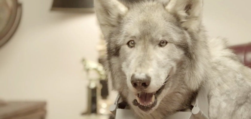 Old Spice | Meet the Wolfdog