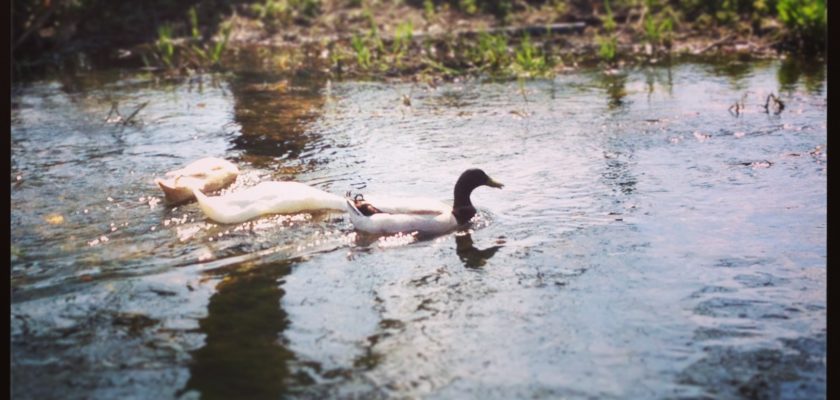 Ducks at Eynsford ford