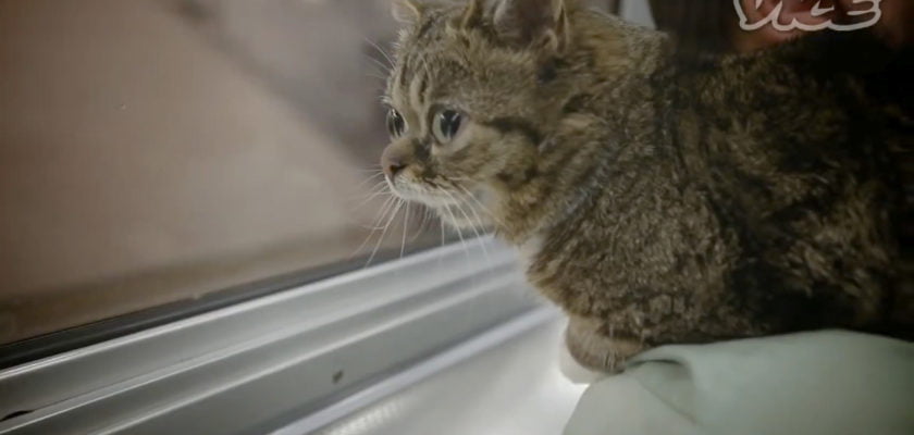 Lil Bub & Friendz Official Trailer